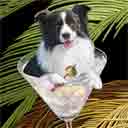 border collie dog art and martini dogs, border collie dog pop art prints, dog paintings, dog portraits and martini pet portraits in colorful original border collie dog art and fine art dog prints by artists Jane Billman and Gregg Billman