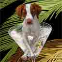 brittany spaniel dog art and martini dogs, brittany spaniel dog pop art prints, dog paintings, dog portraits and martini pet portraits in colorful original brittany spaniel dog art and fine art dog prints by artists Jane Billman and Gregg Billman