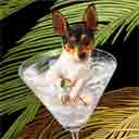 toy fox terrier dog art and martini dogs, toy fox terrier dog pop art prints, dog paintings, dog portraits and martini pet portraits in colorful original toy fox terrier dog art and fine art dog prints by artists Jane Billman and Gregg Billman