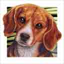 beagle dog art and dog headshots, beagle dog pop art prints, dog paintings, pet portraits, dog headshots and dog prints in colorful original beagle dog art and fine art dog prints by artists Jane Billman and Gregg Billman