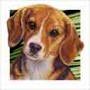 beagle freckles dog art and dog headshots, beagle dog pop art prints, dog paintings, pet portraits, dog headshots and dog prints in colorful original beagle dog art and fine art dog prints by artists Jane Billman and Gregg Billman