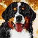 bernese mountain dog with brown background art, just one look pop art dog prints, bernese mountain dog paintings, pet portraits and dog prints in colorful original dog art and fine art dog prints by artists Jane Billman and Gregg Billman