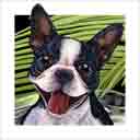 smile boston terrier dog art and dog headshots, boston terrier dog pop art prints, dog paintings, pet portraits, dog headshots and dog prints in colorful original boston terrier dog art and fine art dog prints by artists Jane Billman and Gregg Billman