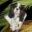 cavalier king charles spaniel dog art and martini dogs, cavalier king charles spaniel dog pop art prints, dog paintings, dog portraits and martini pet portraits in colorful original dog art and fine art dog prints by artists Jane Billman and Gregg Billman