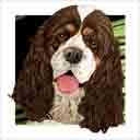 chocolate and white american cocker spaniel parti-color variety dog art and dog headshots, american cocker spaniel dog pop art prints, dog paintings, pet portraits, dog headshots and pet prints in colorful original american cocker spaniel dog art and fine art dog prints by artists Jane Billman and Gregg Billman