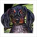 longhair dapple dachshund dog art and headshots, dachshund dog pop art prints, dog paintings, pet portraits, dog headshots and pet prints in colorful original dachshund dog art and fine art dog prints by artists Jane Billman and Gregg Billman