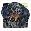 dapple dachshund dog art and dog headshots, dachshund dog pop art prints, dog paintings, pet portraits, dog headshots and pet prints in colorful original dachshund dog art and fine art dog prints by artists Jane Billman and Gregg Billman