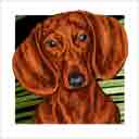 red adult doxie dog art and dog headshots, red adult doxie dog pop art prints, dog paintings, pet portraits, dog headshots and pet prints in colorful original red adult doxie dog art and fine art dog prints by artists Jane Billman and Gregg Billman