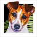 tan and white jack russell dog art and dog headshots, jack russell dog pop art prints, dog paintings, dog portraits and dog headshots pet prints in colorful original jack russell dog art and fine art dog prints by artists Jane Billman and Gregg Billman