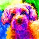 mollie mixed breeds pop art dog art and martini dogs, pop art dog pop art prints, dog paintings, dog portraits and martini pet portraits in colorful original pop art dog art and fine art dog prints by artists Jane Billman and Gregg Billman