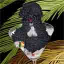 black portuguese water dog art, black portuguese water dog pop art dog prints, black portuguese water dog paintings, pet portraits and dog prints in colorful original dog art and fine art dog prints by artists Jane Billman and Gregg Billman