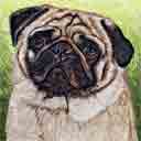pug art, just one look pop art dog prints, pug paintings, pet portraits and dog prints in colorful original dog art and fine art dog prints by artists Jane Billman and Gregg Billman