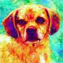 puggle abstract pup art, puggle abstract pup pop art dog prints, puggle abstract pup paintings, abstract pet portraits and dog prints in colorful original dog art and fine art dog prints by artists Jane Billman and Gregg Billman