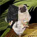 black and fawn pugs dog art and martini dogs, pugs dog pop art, dog paintings, party dogs and martini pet portraits in colorful original pugs dog art and fine art pugs dog prints by artists Jane Billman and Gregg Billman