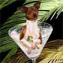 brown and white rat terrier dog art and martini dogs, rat terrier dog pop art, dog paintings, party dogs and martini pet portraits in colorful original rat terrier dog art and fine art rat terrier dog prints by artists Jane Billman and Gregg Billman