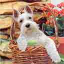 white schnauzer dog art and dogs in a basket, white schnauzer dog pop art prints, dog paintings, dog portraits and martini pet portraits in colorful original white schnauzer dog art and fine art schnauzer dog prints by artists Jane Billman and Gregg Billman