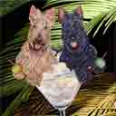 scottish terriers, dog art and dogs in a basket, scottish terriers dog pop art, dog paintings, party dogs and martini pet portraits in colorful original scottish terriers dog art and fine art dog prints by artists Jane Billman and Gregg Billman