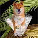 shiba inu art, shiba inu pop art dog prints, shiba inu paintings, pet portraits and dog prints in colorful original dog art and fine art dog prints by artists Jane Billman and Gregg Billman