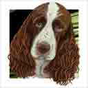 liver and white springer spaniel dog art and dog headshots, springer spaniel dog pop art prints, dog paintings, pet portraits, dog headshots and pet prints in colorful original springer spaniel dog art and fine art dog prints by artists Jane Billman and Gregg Billman