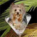 yorkshire terrier sake dog art and martini dogs, yorkshire terrier sake dog pop art, dog paintings, party dogs and martini pet portraits in colorful original yorkshire terrier sake dog art and fine art dog prints by artist Jane Billman and Gregg Billman